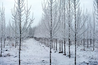 winter