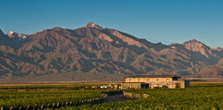 The Vines of Mendoza